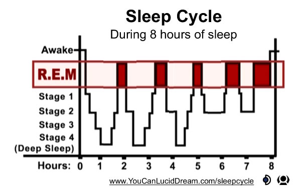 Sleep Cycle during 8 hours of sleep